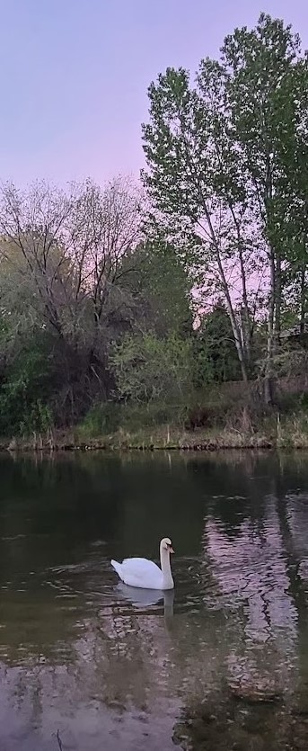 Swan in its natural surroundings